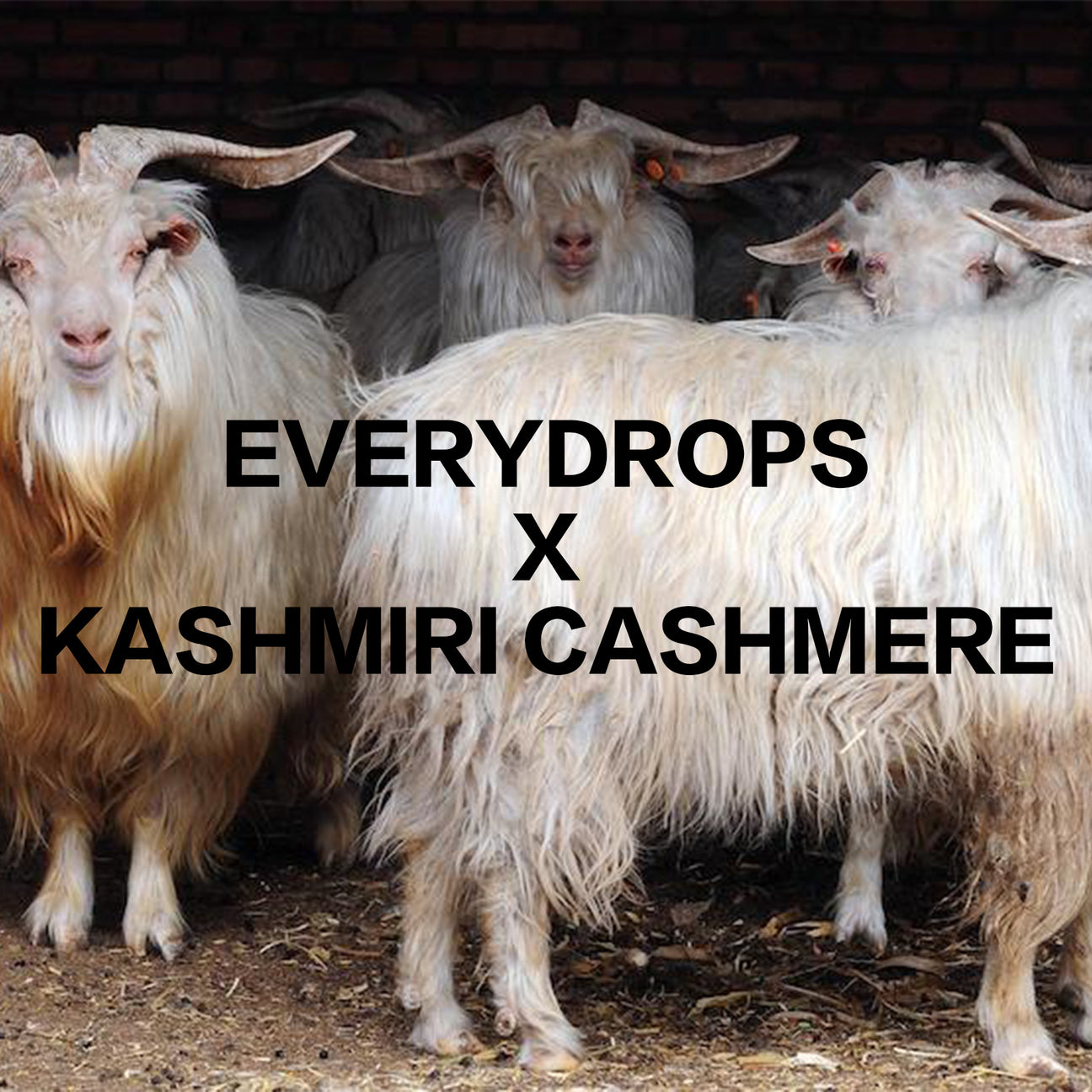 Kashmiri Cashmere