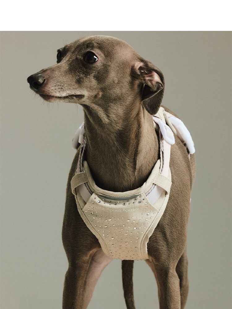 Not Boring Dog Harness & Bandana Set