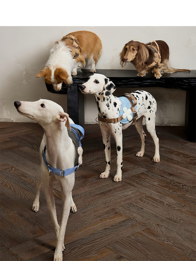 Not Boring No-Pull Dog Harness & Leash Set