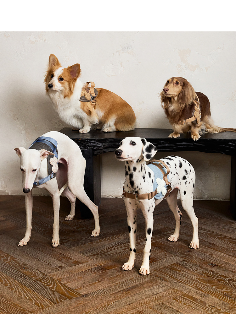 Not Boring No-Pull Dog Harness & Leash Set