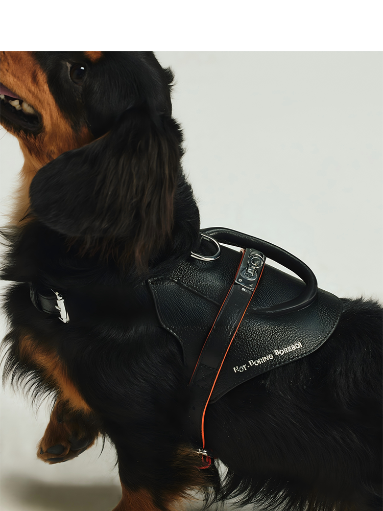 Not Boring Boreboi Genuine Leather Dog Walking Set for Small & Medium Breeds