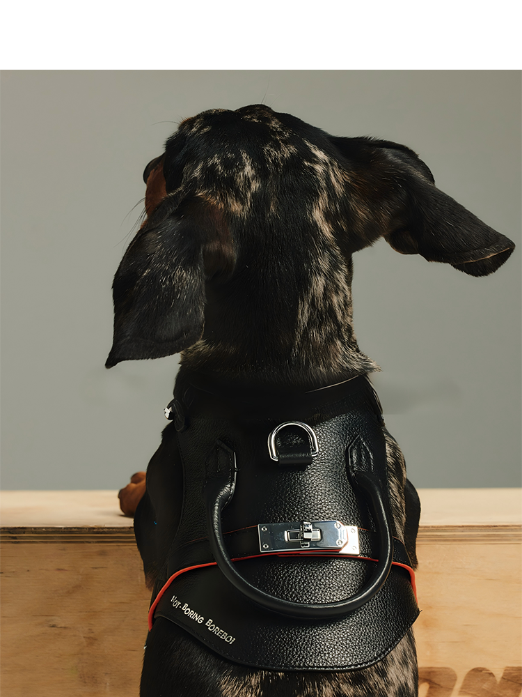 Not Boring Boreboi Genuine Leather Dog Walking Set for Small & Medium Breeds